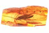Detailed Fossil Caddisfly (Trichoptera) In Baltic Amber #325341-1